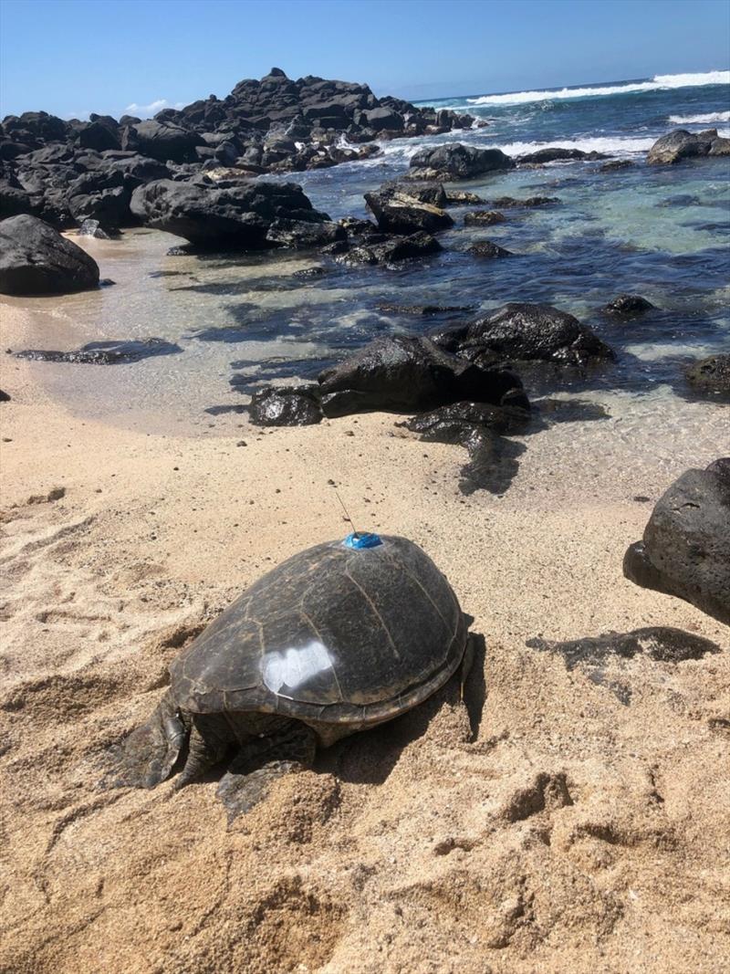 OA48, nicknamed `Motherload,` makes her way back to the water on Oahu's North Shore. She is now outfitted with a satellite transmitter. - photo © NOAA Fisheries / Camryn Allen