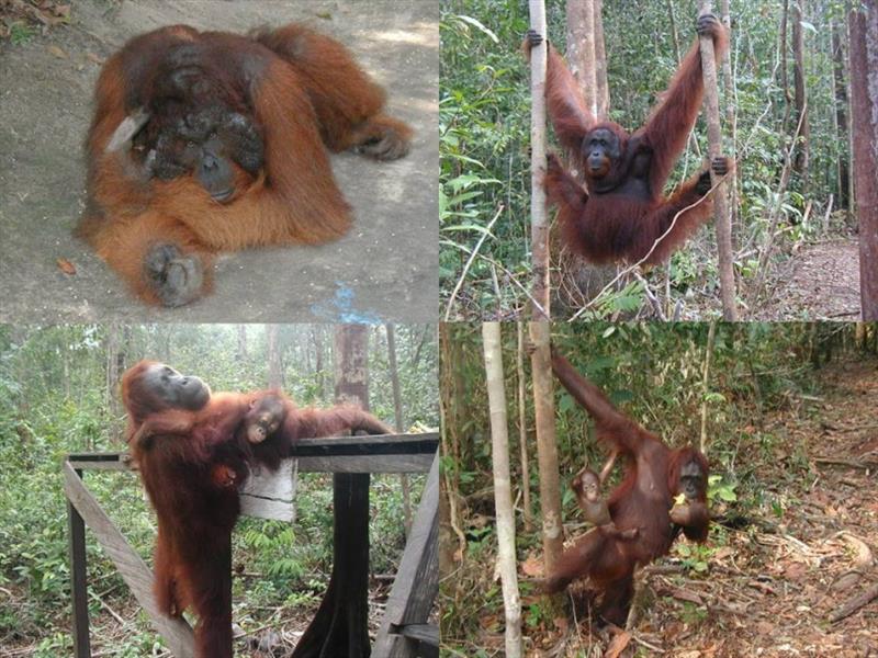 A few favourite photos of the orangutans photo copyright Hugh & Heather Bacon taken at 