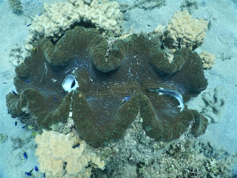 A giant clam - photo © Freedom and Adventure / Andrew and Clare Payne