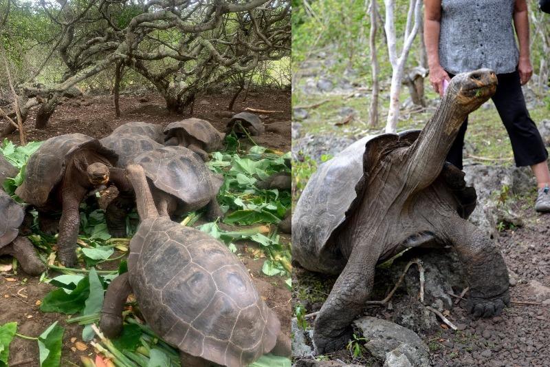 Giant tortoises photo copyright SV Taipan taken at 