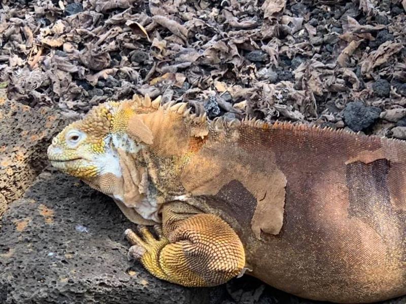 Baltra Land Iguana photo copyright SV Taipan taken at 