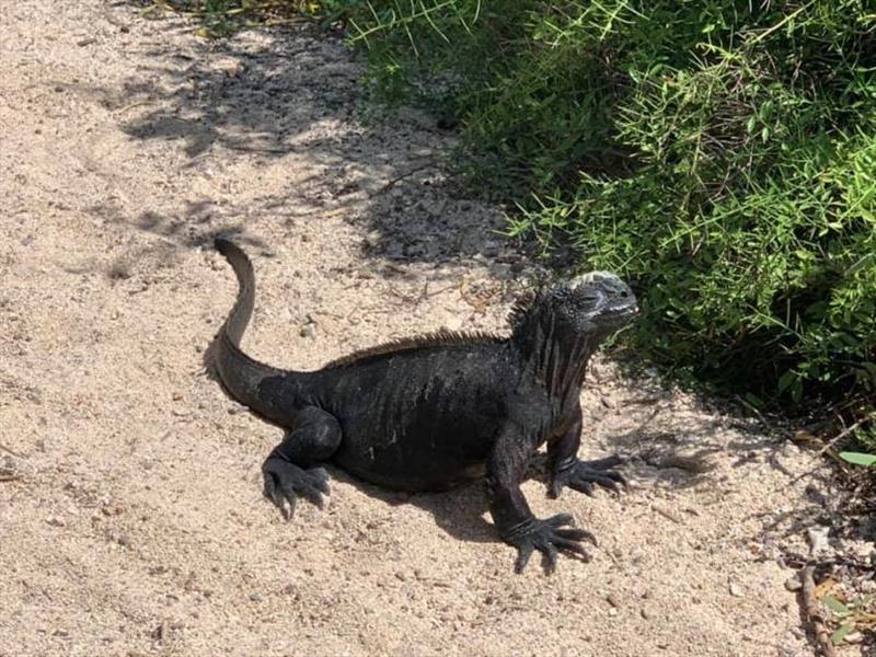 Amphibious Iguana - photo © SV Taipan