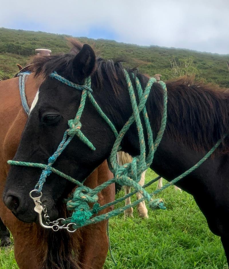 Fancy rope work!!!! photo copyright SV Taipan taken at 