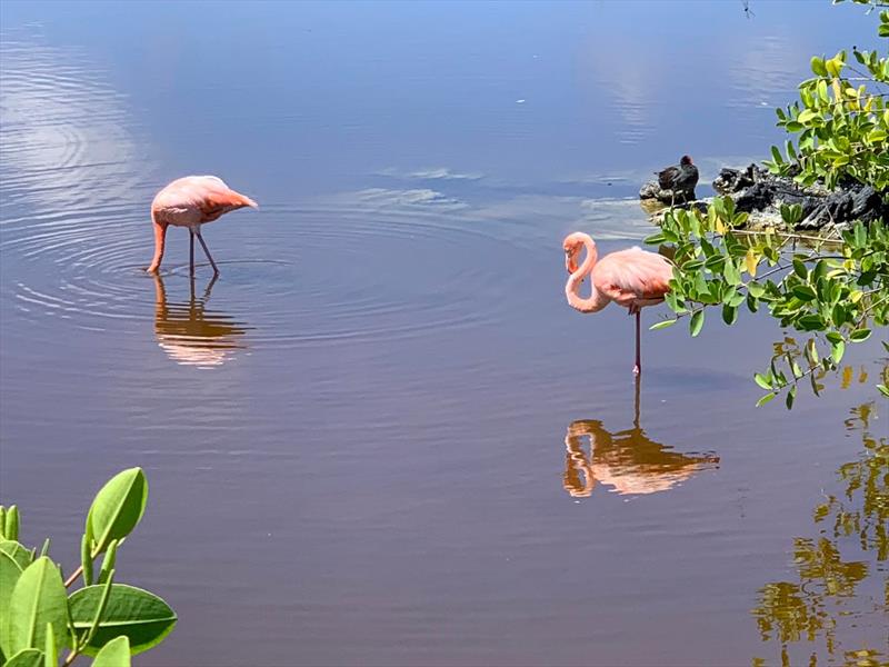 Flamingos are easier to capture on film than Blue Footed Boobies!! - photo © SV Taipan