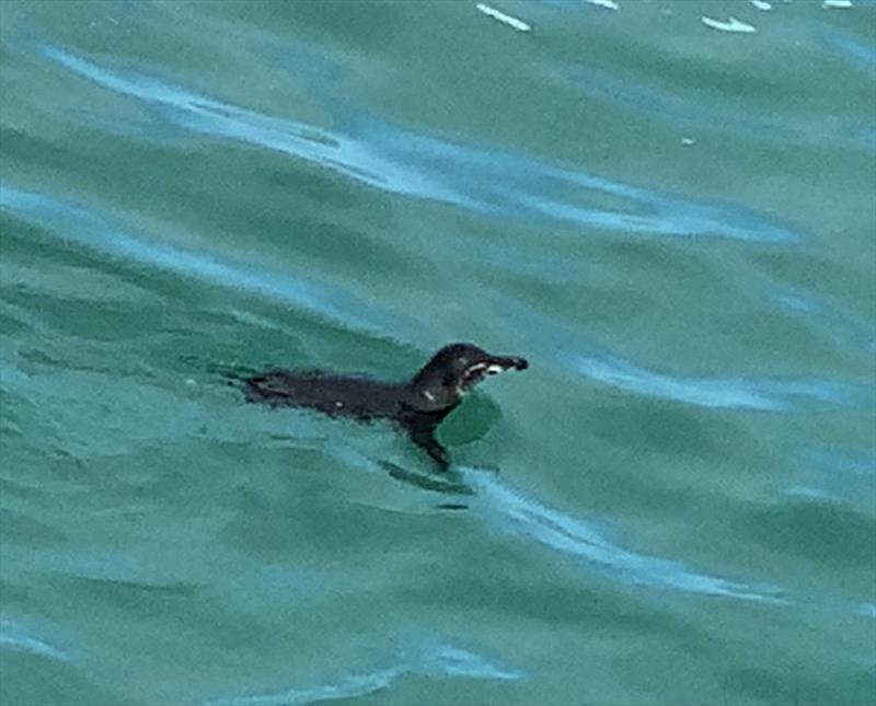 Arrived at Isabela and welcomed by a penguin photo copyright SV Taipan taken at 