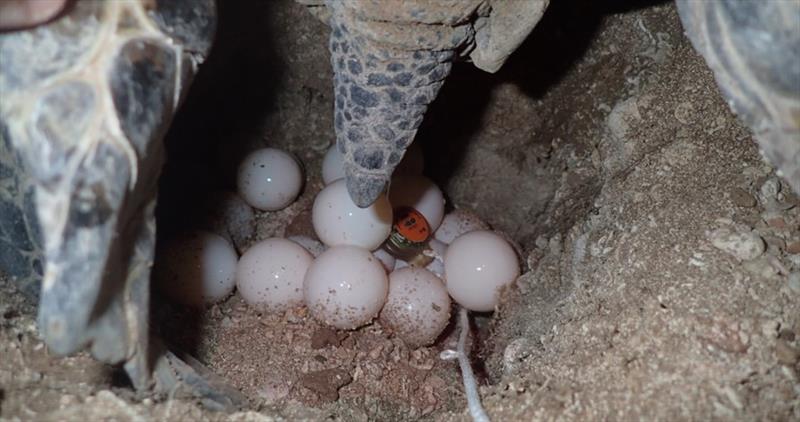 Motherload deposits a clutch of eggs and scientists add a tiny data logger to monitor nest temperature of incubation. Data will allow scientists to predict sex ratio of hatchlings produced based on temperatures recorded during 2nd trimester of incubation. - photo © NOAA Fisheries / Marylou Staman