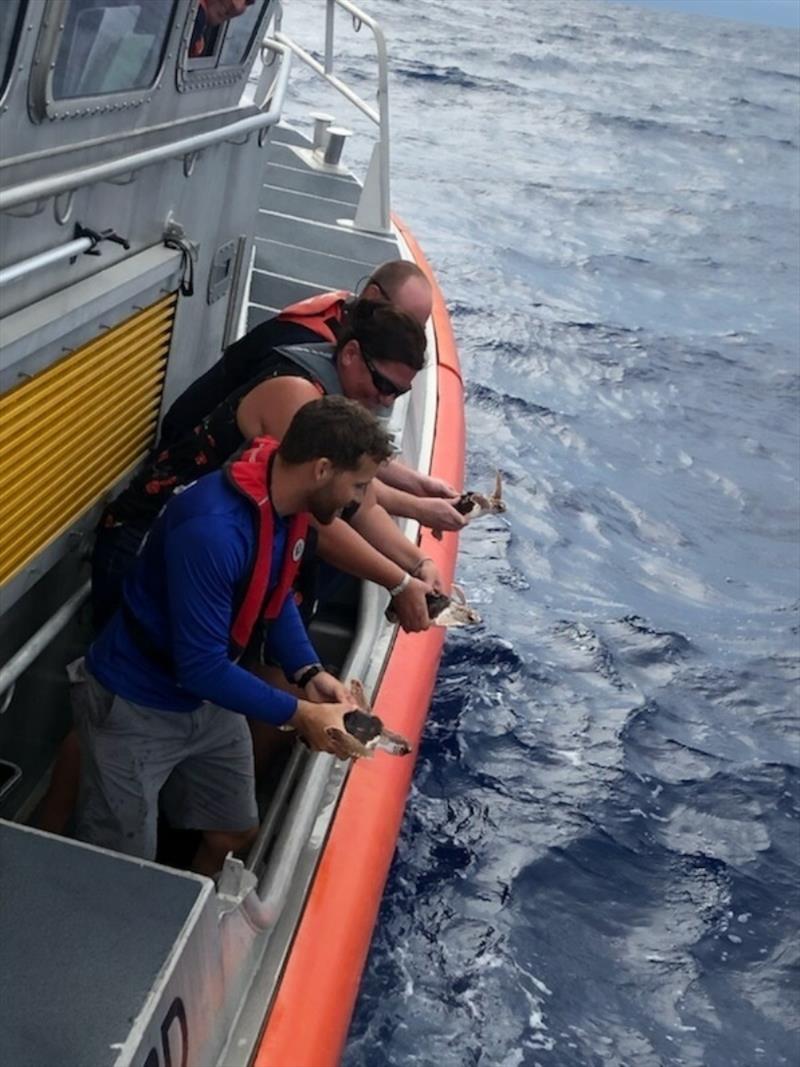 Releasing turtles into the wild photo copyright NOAA Fisheries taken at 