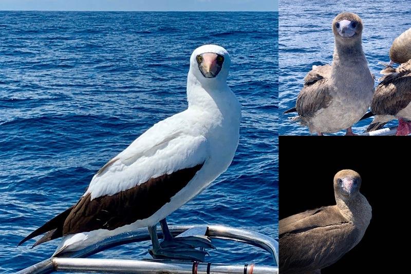 Red Footed Boobies - photo © SV Taipan