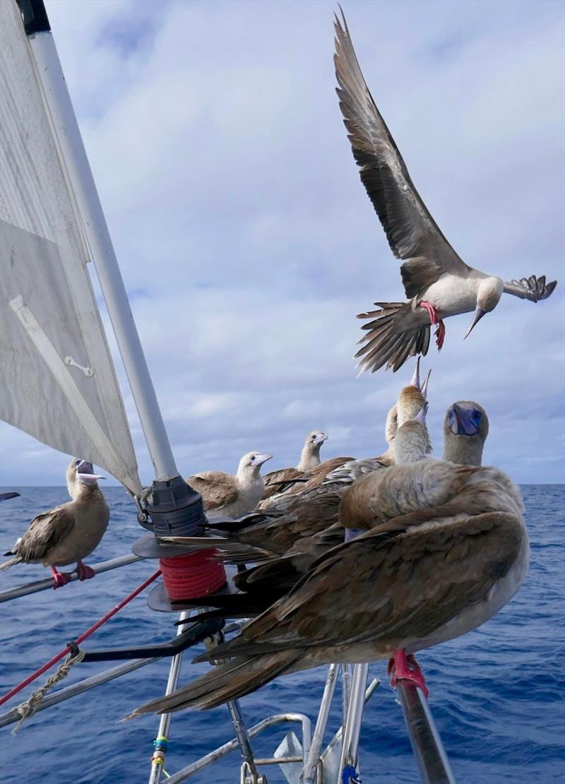 Red Footed Boobies photo copyright SV Taipan taken at 