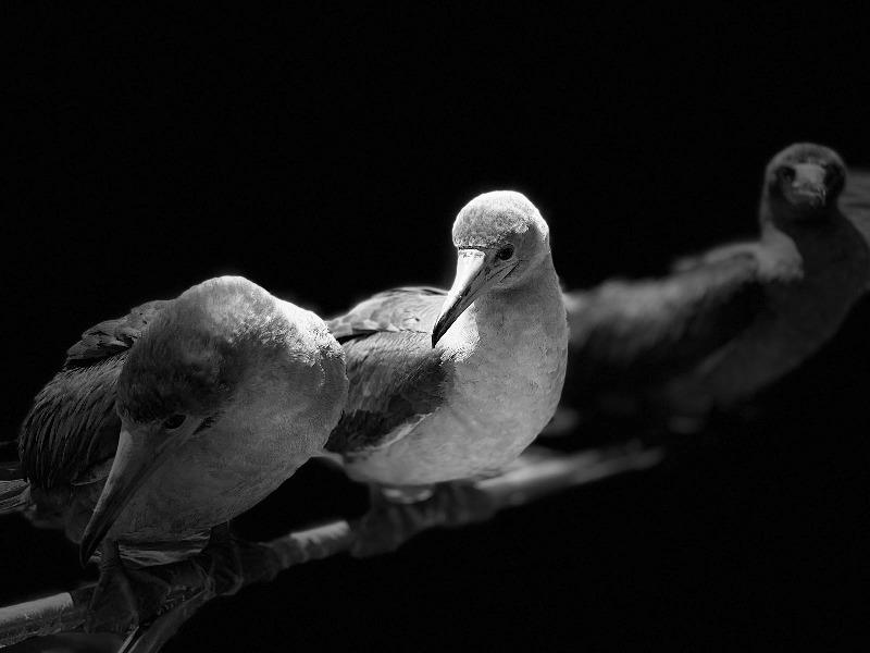 Red Footed Boobies - photo © SV Taipan