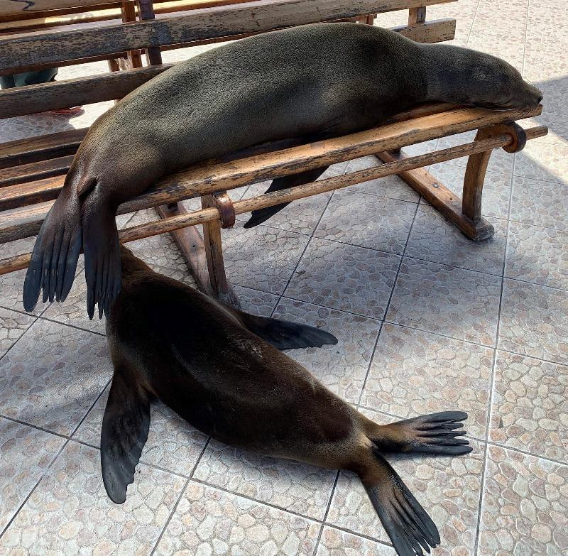 Lounging in the Dock area photo copyright SV Taipan taken at 