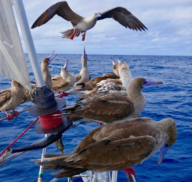 Red Footed Boobies photo copyright SV Taipan taken at 