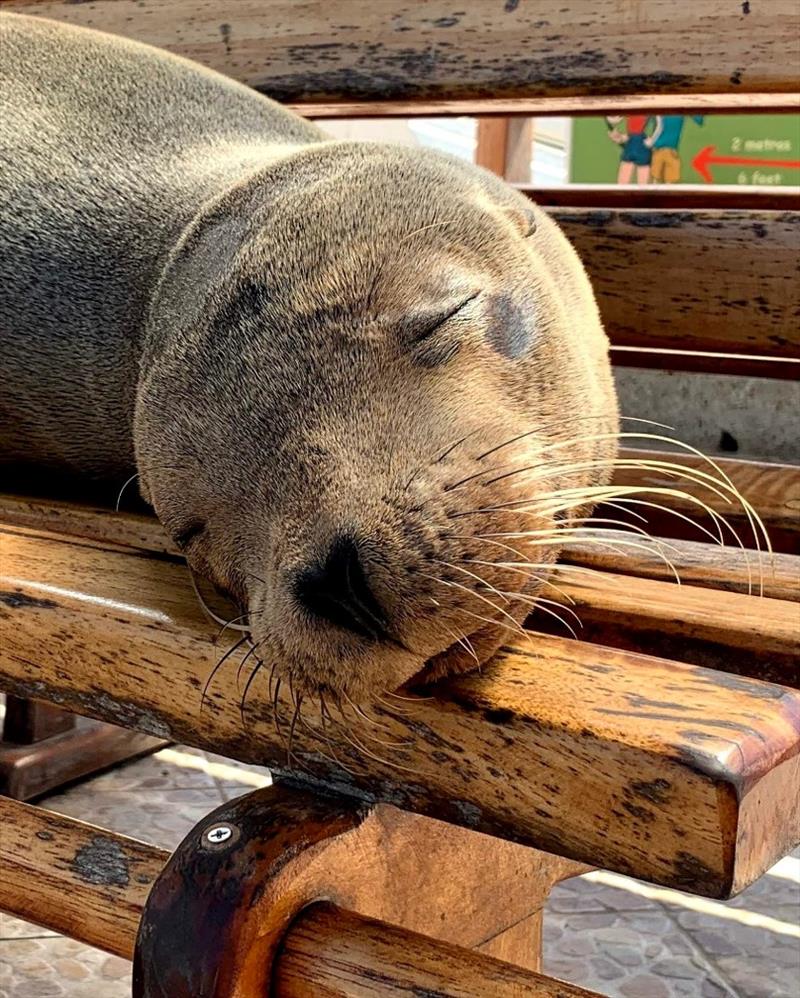 Common Sea Lion photo copyright SV Taipan taken at 