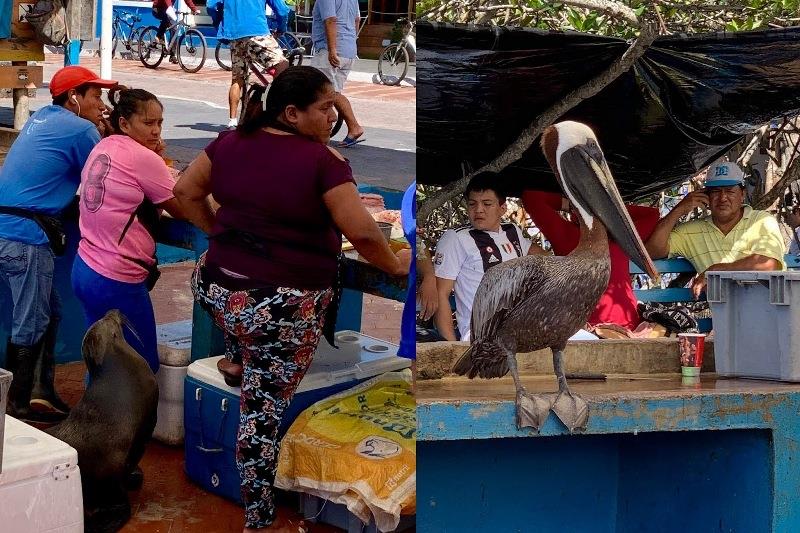 The wildlife waiting for a share of the catch - photo © SV Taipan