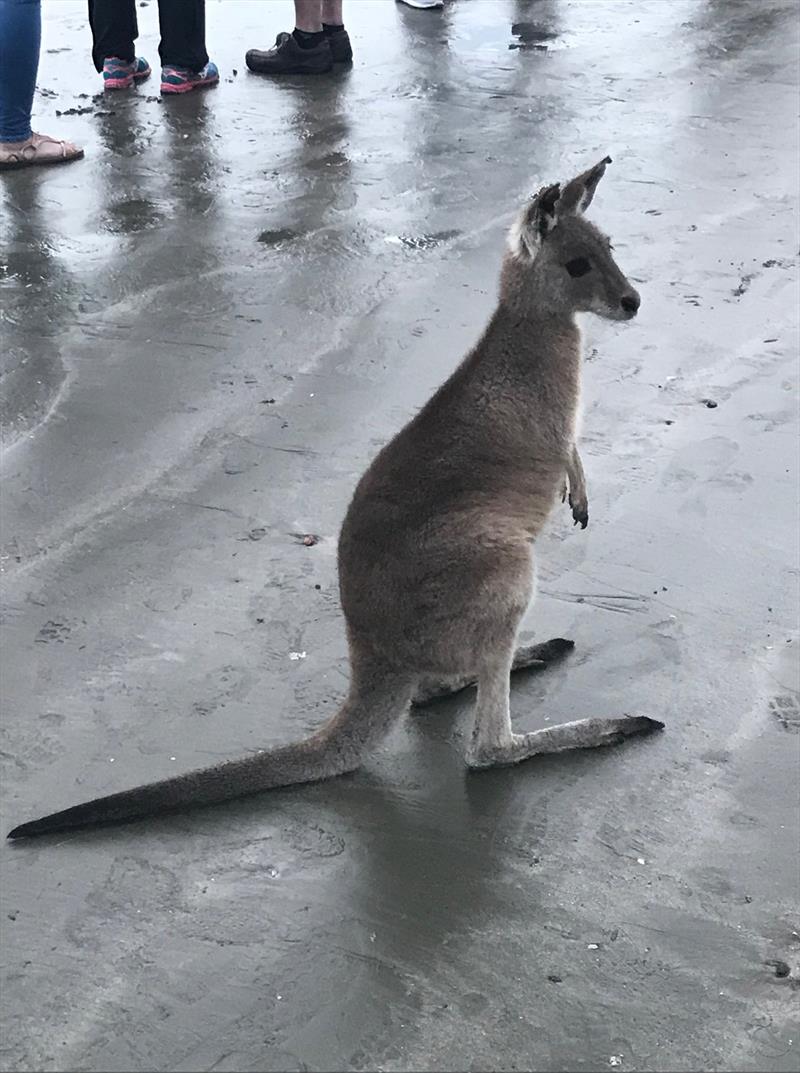 Wallabies on the beach photo copyright World Cruising taken at 