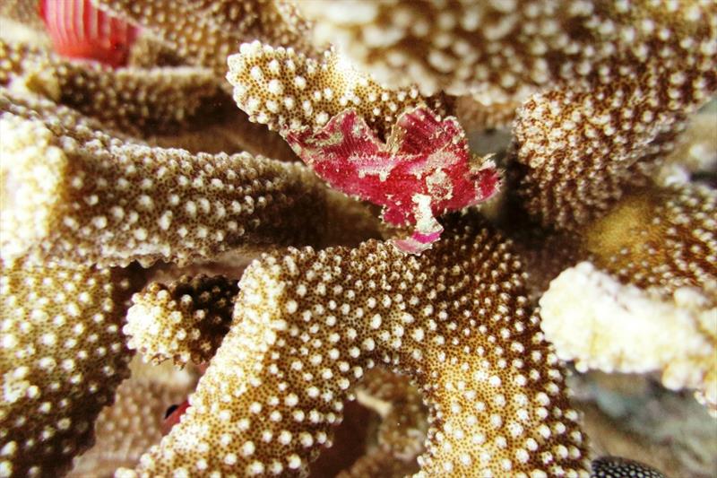 Leaf Scorpionfish - photo © NOAA Fisheries