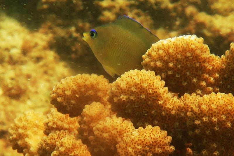 These damselfish are often found guarding cauliflower-like coral heads. They dart in and out and chase away other fishes that come close — it's fun to watch. We can distinguish these fish by their bright blue eyes. - photo © NOAA Fisheries / Raymond Boland