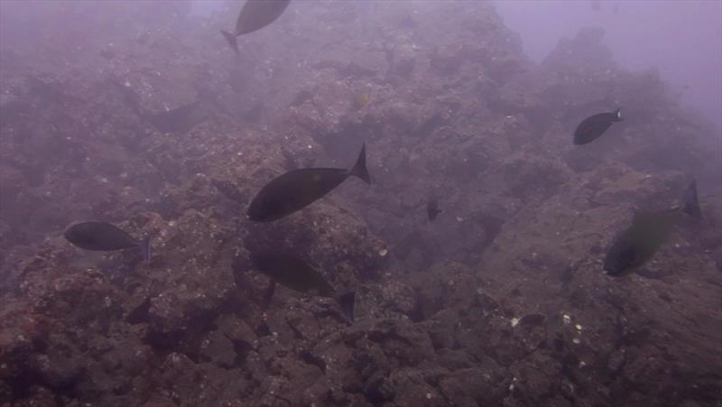 Kilauea volcano's eruption created a lava flow out into the ocean, which then cooled and formed new land and reef. Our fish team had rare chance to survey this area. The substrate is composed of a steep slope of loose, cooled lava rocks and sediment - photo © NOAA Fisheries / Andrew Gray