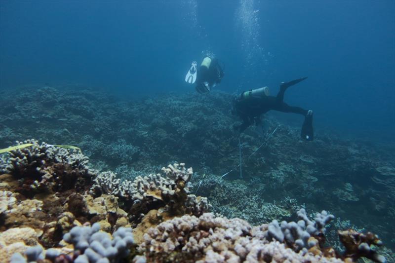 The coral team photographs the coral colonies along a transect off of Lanai. Before taking pictues, they measure, identify, and note the health of colonies. This is the first island stop on our way to the island of Hawai'i photo copyright NOAA Fisheries / Courtney Couch taken at 