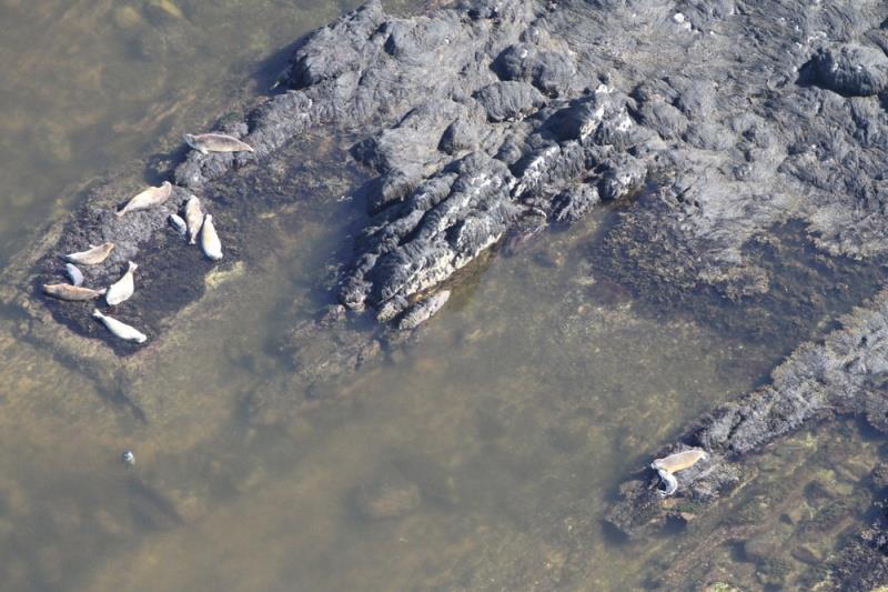 Harbor seals on Resolution Island in Maine during a 2012 harbor seal survey. A mother and pup are visible in lower right corner. Seals in Maine are found in remote rocky areas and are not as visible to public, while on Cape Cod they are on sand bars photo copyright NOAA Fisheries taken at 