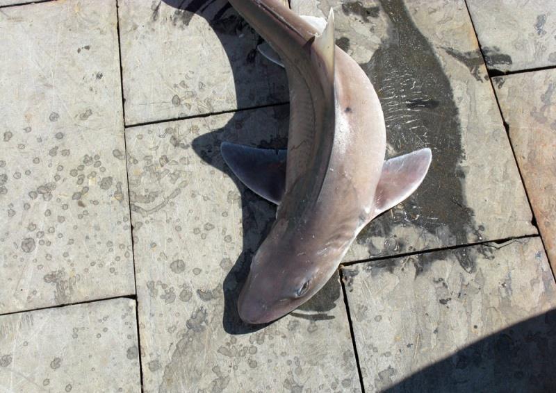 Smooth dogfish - photo © NOAA Fisheries