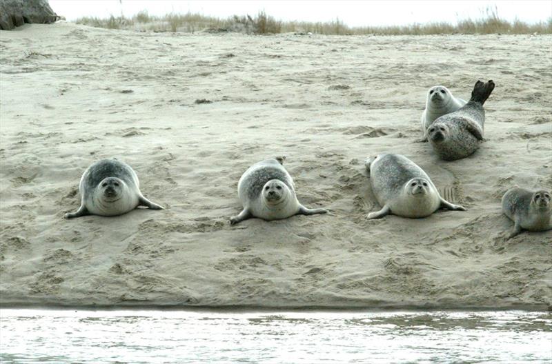 Harbor seals hauled out in a remote sandy area in Chatham, Massachusetts. - photo © NOAA Fisheries