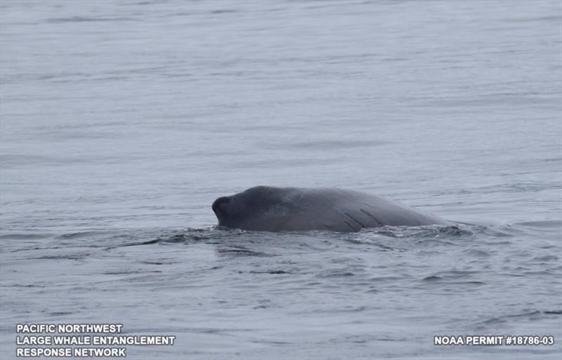 With ropes removed, the whale appeared to be in good condition and was swimming normally photo copyright NOAA Fisheries taken at 