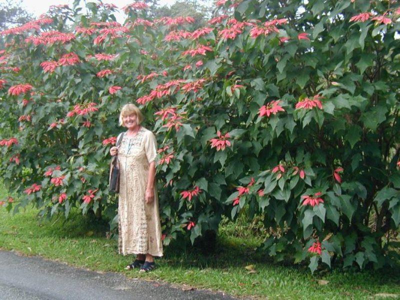 Giant poinsettias. - photo © Hugh & Heather Bacon