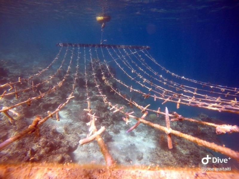 Coral nursery at Viani Bay - photo © Jone Waitaiti