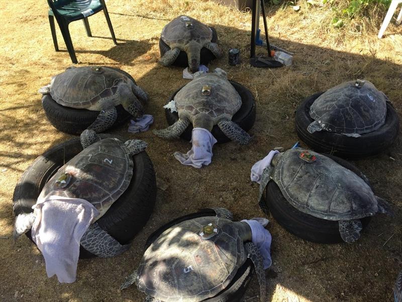 Seven green turtles equipped with satellite and flipper tags during land-based operations on Guam photo copyright NOAA Fisheries taken at 