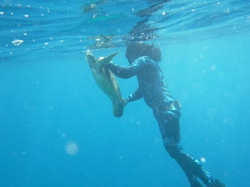 Freediving expert Jessy Hapdei with a green turtle hand captured in the waters of Saipan, CNMI. - photo © NOAA Fisheries