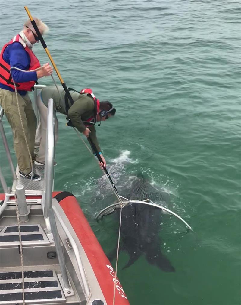 Researchers capture a leatherback turtle with a large hoop net for sampling and tagging photo copyright NOAA Fisheries taken at 