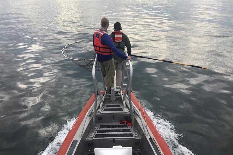 Researchers look for more leatherback turtles to tag. The turtles are hard to see at the surface, but can often be seen from an airplane. - photo © NOAA Fisheries