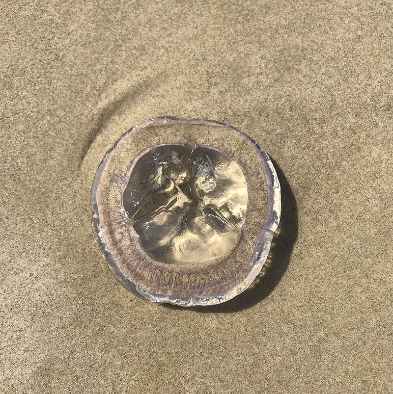 Transparent jellyfish on the beach - photo © John Curnow