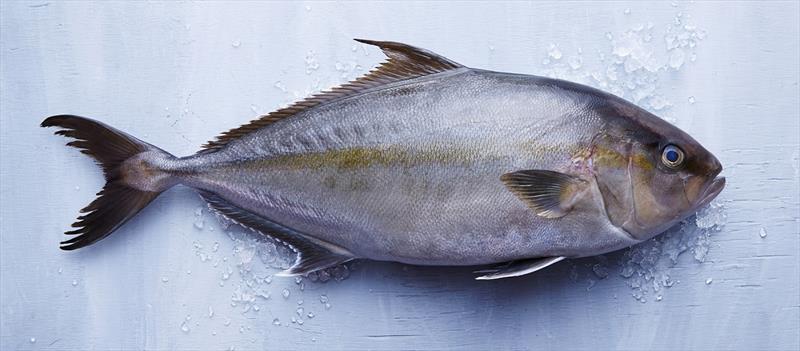 Freshly harvested Hawaiian kanpachi.  - photo © Blue Ocean Mariculture