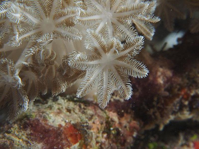 Coral polyps filter feeding. - photo © Mark Ullman