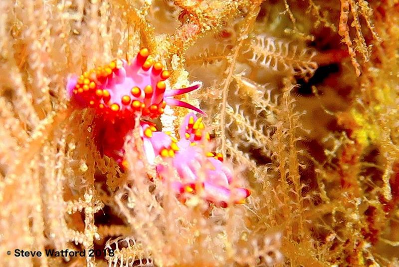 Nudibranchs and angelfish: colourful coral reef inhabitants photo copyright Steve Watford taken at 