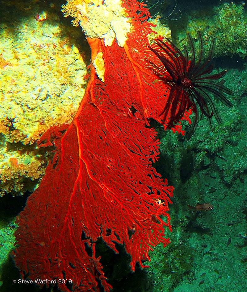 Nudibranchs and angelfish: colourful coral reef inhabitants photo copyright Steve Watford taken at 