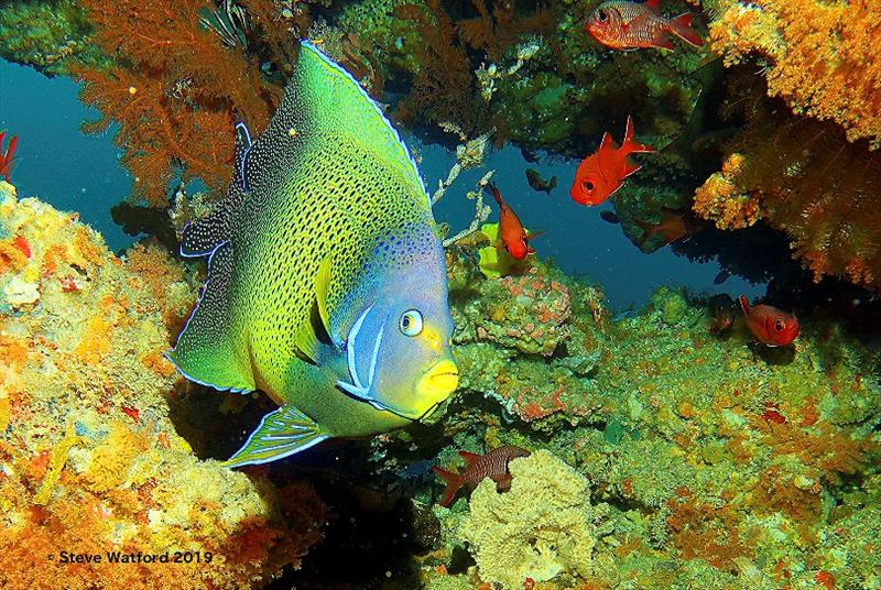 Nudibranchs and angelfish: colourful coral reef inhabitants - photo © Steve Watford