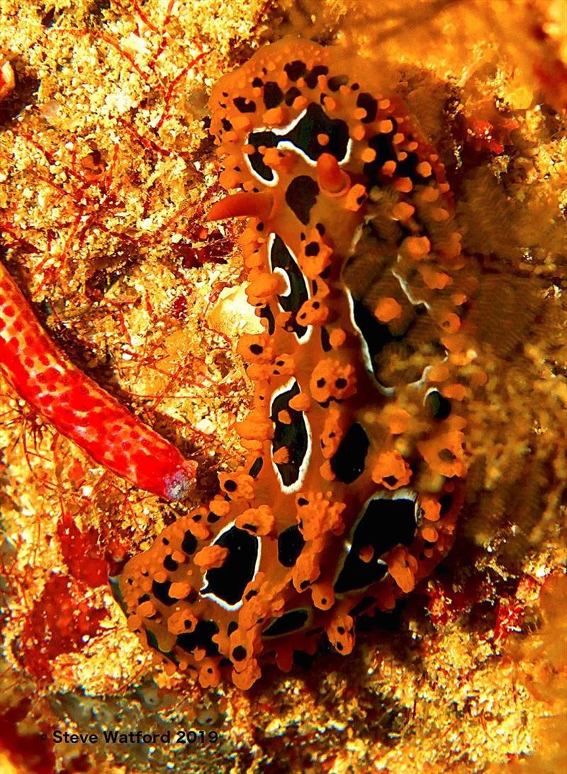 Nudibranchs and angelfish: colourful coral reef inhabitants - photo © Steve Watford