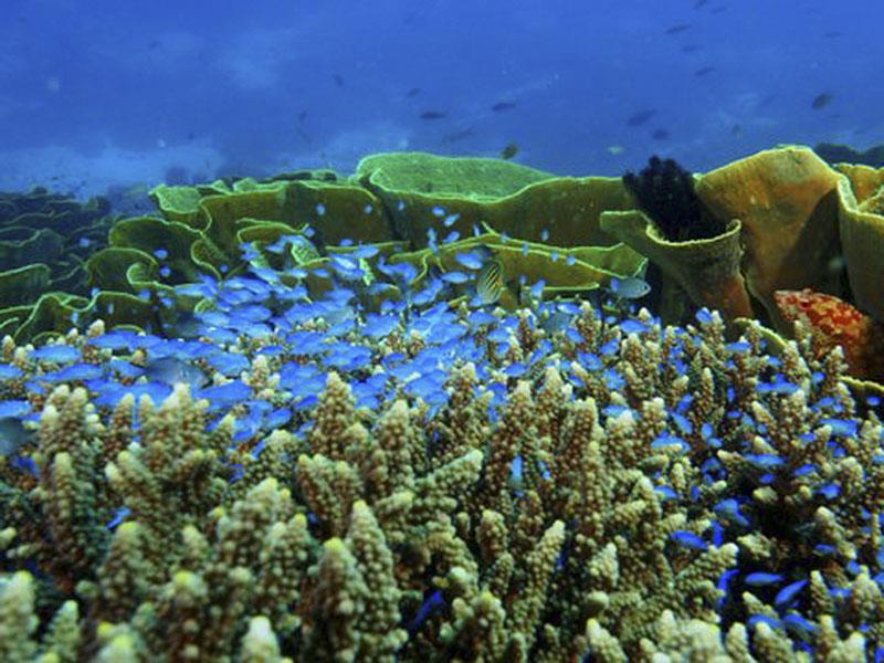 Coral reef photo copyright Mark Ullman taken at 