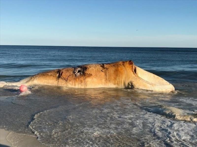 North Atlantic right whale carcass towed to Jones Beach State Park on September 17, 2019. - photo © NOAA Fisheries