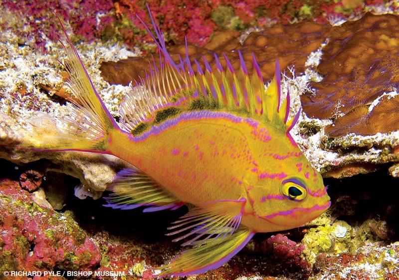 Odontanthias fuscipinnis found in the upper rariphotic zone (130–169 m). - photo © Richard Pyle / Bishop Museum