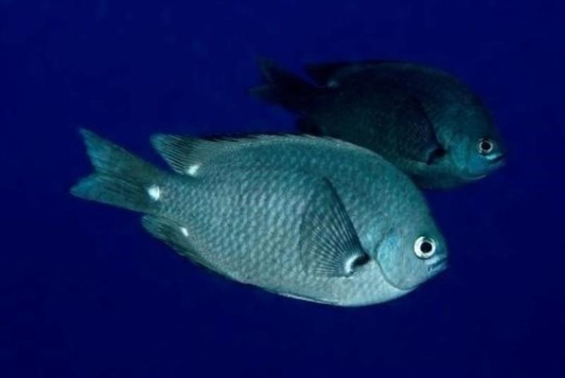 Chromis verater found in the lower mesophotic zone (59–129 m). - photo © Keoki Sender