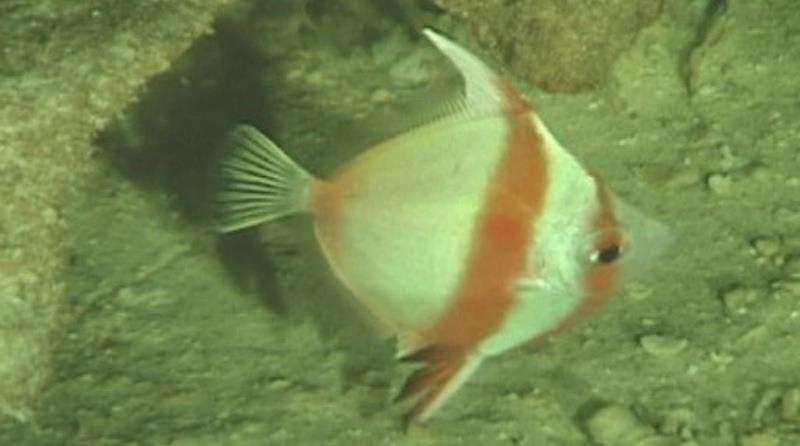 Antigonia eos, found in the lower rariphotic zone (240–319 m). - photo © Hawaii Underwater Research Lab