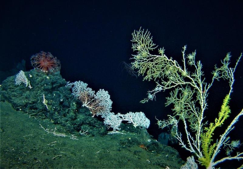 Community of deep-water coral from the 143-year-old lava flow at South Point, Hawai‘i: pink coral, Coralliidae (center), and gold coral, Kulamanamana haumeaae, colonizing a bamboo coral, Isididae (right) photo copyright University of Hawai‘i Underwater Research Laboratory taken at 