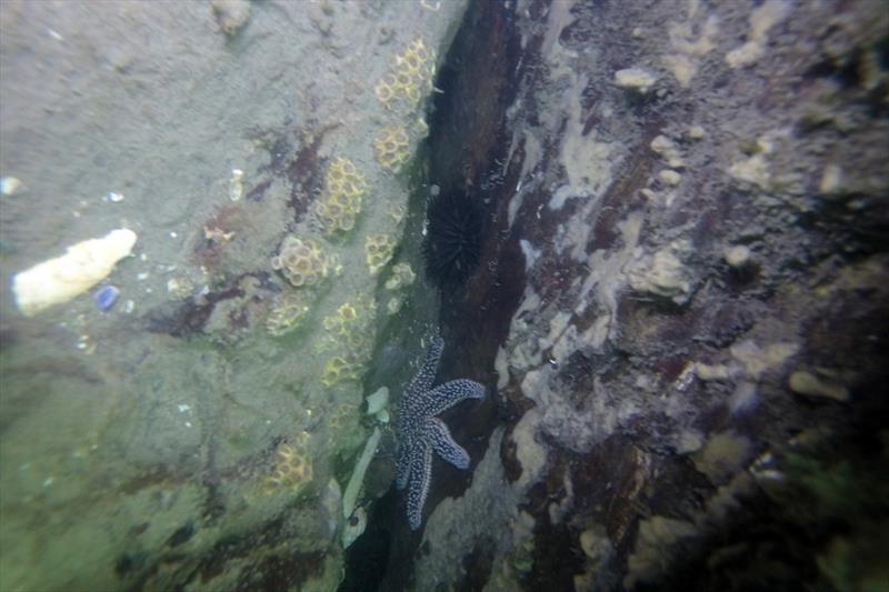 Astrangia poculata growing in the wild about 12 feet below the surface at Anchor Beach, Milford, Connecticut photo copyright Sean Grace taken at 