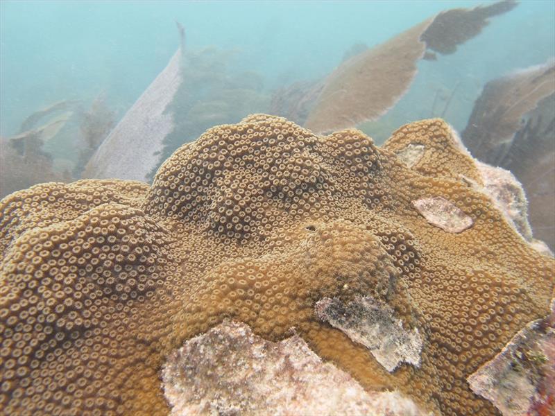 Nearshore reefs in the heavily-impacted Florida Keys show unhealthier corals and less marine life. This mountainous star coral (Orbicella faveolata) from offshore Summerland Key shows patches of dead coral, now overgrown with algae photo copyright Amy Apprill, Woods Hole Oceanographic Institution taken at 