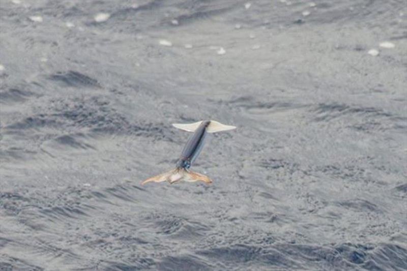 A flying squid flushes as the NOAA research ship Reuben Lasker approaches photo copyright Bernardo Alps / NOAA Fisheries taken at 