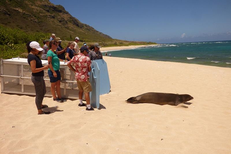 Monk seal release. - photo © NOAA Fisheries